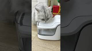 My cat reacts to Tyla《water》petgugu shorts waterfountain catmemes viral petcare pets water [upl. by Yedorb]