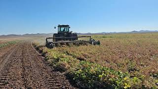 Working with Pinto beans [upl. by Michelina853]