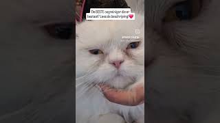 Beste oogreiniger voor katten kattentrimmen kattentrimsalon shortvideo [upl. by Horan]