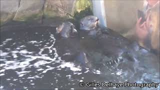 Loutres de mer  Sea Otters  Oceanopolis Brest [upl. by Nylatsirhc]