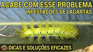 Como Combater Infestações de Lagartas Dicas e Soluções Eficazes [upl. by Enerual]