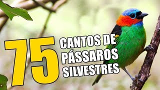 75 CANTOS DE PÁSSAROS SILVESTRES 🔴♫ [upl. by Rinaldo]