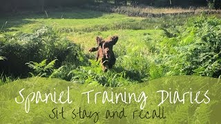 Gundog Training  Placeboard Sit Stay and Recall [upl. by Costanzia]