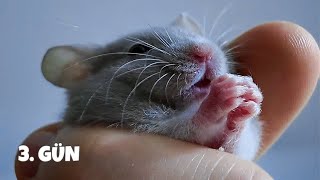 Bebek hamster ele alıştırma günlükleri I Mimuyminin bizimle 3 günü hamster babyhamster [upl. by Cassondra]