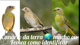 canário da terra 🌎 novo macho ou femea como identificar [upl. by Doig332]