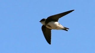 Sand Martin Bird Call and pictures for Teaching BIRDSONG [upl. by Reehsab848]