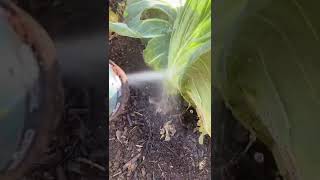 Blasting aphids off of plants with water [upl. by Rinna]