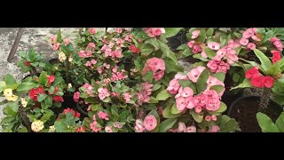 How to take care of Euphorbia Flowers 🌺 part 2euphorbiaflowerterracegarden [upl. by Yrallih]