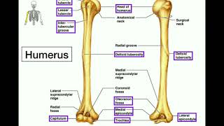 Anatomy  Specific Bony Features of the Radius amp Ulna [upl. by Suzi254]