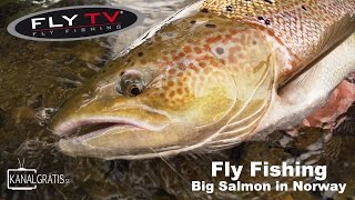 FLY TV  Fly Fishing Big Salmon in Norway German Subtitles [upl. by Elleyoj961]