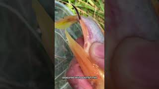 Breeding a goldfish with a rosy red minnow fyp shorts fish goldfish hybrid [upl. by Nytsrik182]