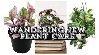 Wandering jew plant care [upl. by Nalyac233]