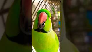 Patli kamariya 🦜🦜🦜🐣🐤🐥🐔🐓funny comedy monky fun funnycomedy [upl. by Araf]