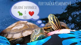 Základné informácie o KORYTNAČKE PÍSMENKOVEJ 🐢❤️ [upl. by Lipp133]