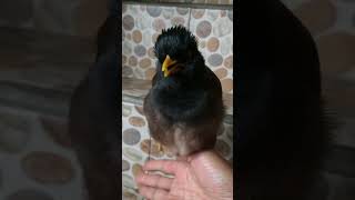 صوت طائر المينا المينة الشائعة song call Common myna  mynah bird [upl. by Omidyar]