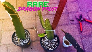 My Stubborn DRAGON FRUIT Cuttings will not ROOT Time for a new plan [upl. by Kronfeld565]