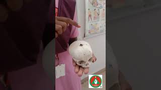 BONE AND SUTURE OF FETAL SKULL viralvideos medicaleducation viralreels nursingstudent [upl. by Gnidleif827]