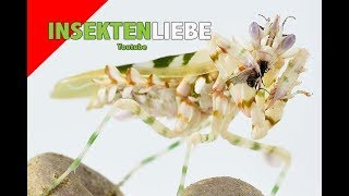 ❌Mantiden füttern  Thema Fliegen Mantis feeding Flying gnats [upl. by Rodama593]