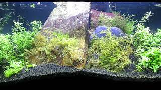 Female Endlers Livebearer Tank Update 92823 [upl. by Moe]