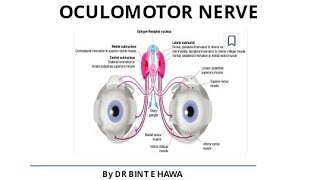 Oculomotor nerve 3rd cranial nerve head and neck module Gross anatomy DoctorNajeeb [upl. by Celinda]