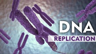 DNA Replication Explain with 3D Animation [upl. by Samul387]