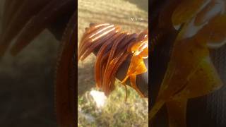 Remelting Old Fishing Lures bassfishing tightlines [upl. by Nierman744]