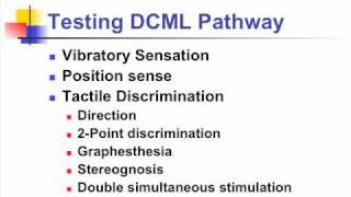 sensory examination  anatomy  Exam Tests [upl. by Avaria]