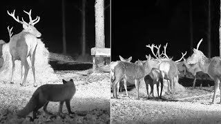 Hirvekaamera Cervus elaphusFox Hinds calves and stags at the feeding place122 am 20231213 [upl. by Nandor]