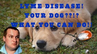 Vet Explains Borrelia Burgdorferi  Lyme disease in Dogs Deer Ticks and the Lyme vaccine [upl. by Saville]