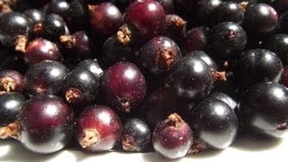 How to Make Blackcurrant Jam [upl. by Redienhcs43]