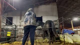 Cheyenne learning patients in the stand stall while I clean her original stall ￼ [upl. by Antonin]