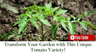 Transform Your Garden with This Unique Tomato Variety [upl. by Thill820]