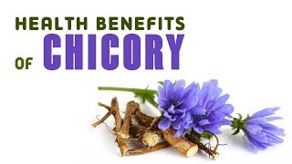 8 Health Benefits of Chicory [upl. by Hendrika]