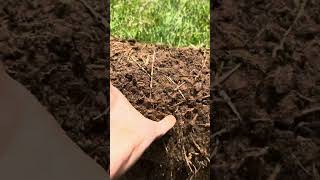 Using a sod cutter to fill in patchy grass [upl. by Eisac]