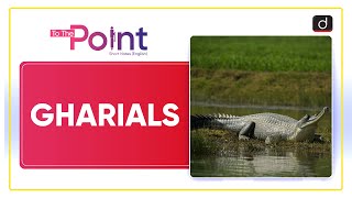 Gharials  To The Point  Drishti IAS English [upl. by Fesuy]