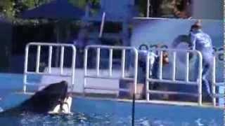 Tilikum Being Weighed  SeaWorld Orlando [upl. by Steven]