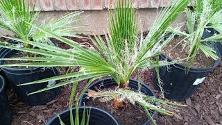 14 months old California Fan Palm Washingtonia Filifera May 24th [upl. by Llerad446]