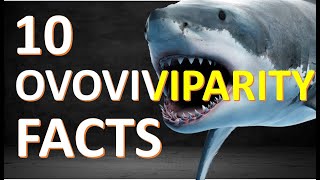 Ovoviviparity  What is OVOVIVIPAROUS [upl. by Notterb]