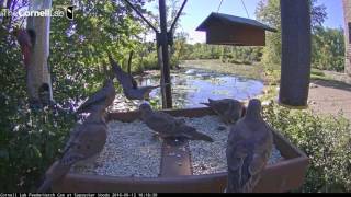 Mourning Doves Flying In  Sept12 2016 [upl. by Erreit]