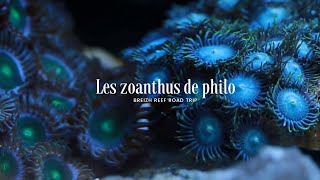 Les zoanthus de philo [upl. by Felicio]