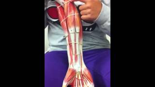 BYUH Anatomy Lab Arm muscles Supinator to Extensor Pollicis Longus [upl. by Amirak]