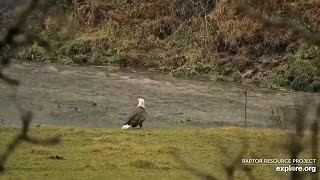 On a rainy day the North’s are fishing by the stream Decorah North Nest 秃鹰 2024 11 03 [upl. by Idyh698]