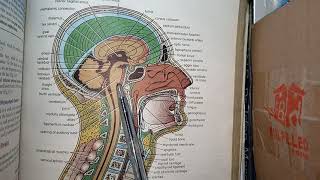 CNS Embryology Lec no1 Derivatives of Neural Tube Brain Vesicles Langman Embryology [upl. by Bough185]