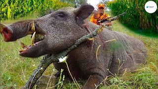 Agricultores De Texas Se Enfrentan A Los Cerdos Salvajes Gigantes Que Invaden  Agricultura [upl. by Cassey]