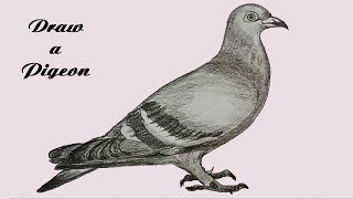 How to Draw pigeon Step by Step  Pencil shading drawing Drawing Pigeon Easy [upl. by Elicia]