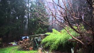 Wetter 09012015  Sturm im Wald mit Regen und Hagel [upl. by Sidhu]