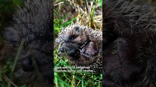 Discover the Fascinating Lives of Adorable Hedgehogs Part 2 [upl. by Vernon]