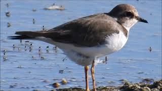 Ringed Plover [upl. by Ferne]