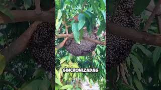 ¡El Increíble Truco de Defensa de las Abejas Gigantes 🐝shorts [upl. by Inahc607]