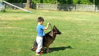 Pastor alemán entrenando con niño de 5 años [upl. by Eahc]